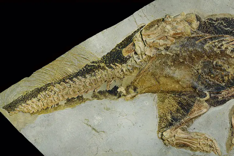 Fosil dinosaurus terawetkan dengan baik sehingga bentuk kloaka masih bisa terlihat.