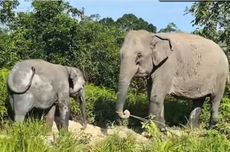 Hormati Putusan MK, Gerindra Beber Legislator Perempuannya Pimpin AKD DPR