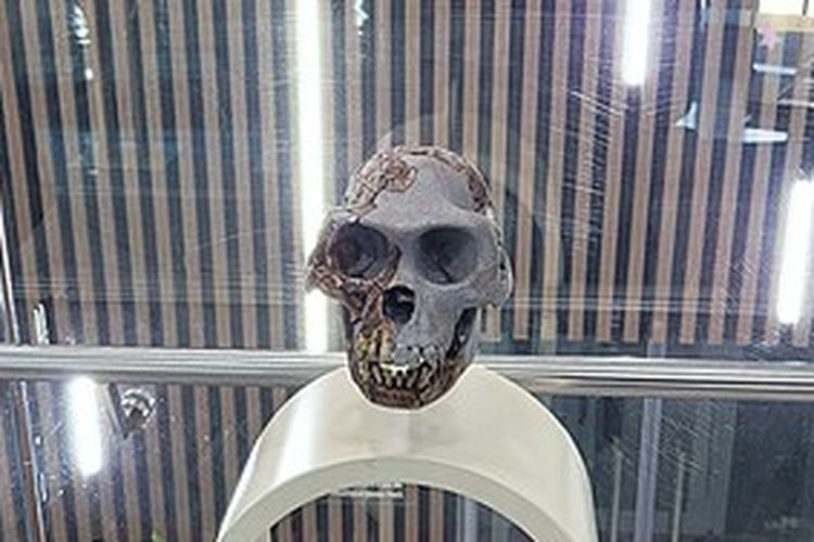 Fosil manusia purba Ardipithecus ramidus