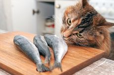 Jenis Ikan Apa yang Disukai Kucing?