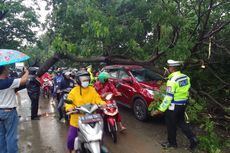 Pohon Tumbang Timpa Mobil di Jalan Outer Ring Road Cengkareng