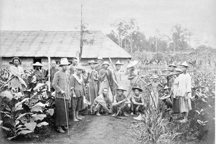 Para pekerja kontrak atau kuli di perkebunan tembakau.