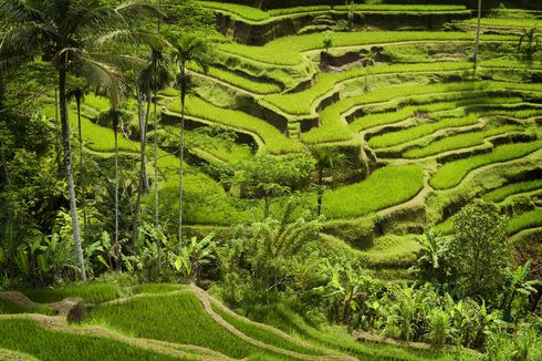 Hari Pertama Lebaran, 1.300 Turis Kunjungi Jatiluwih di Bali 