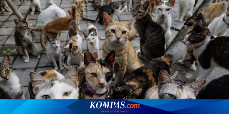 Di Kota Ini Jumlah Kucing Lebih Banyak Daripada Manusia Kenapa Halaman All Kompas Com