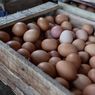 Harga Telur di Pangandaran Jabar Saingi Harga Daging Ayam