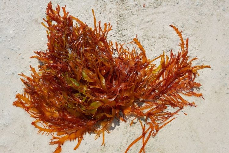 Rumput laut merah (Rhodophyta)