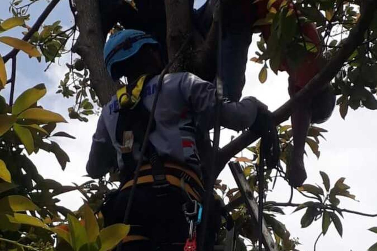 Petugas Diskar PB tengah mengevakuasi jasad kakek yang meninggal di atas pohon, Jumat (14/2/2025)