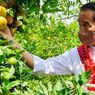 Cak Imin Usul Pemilu 2024 Diundur, PSI: Kenyataannya Rakyat Masih Cinta Jokowi