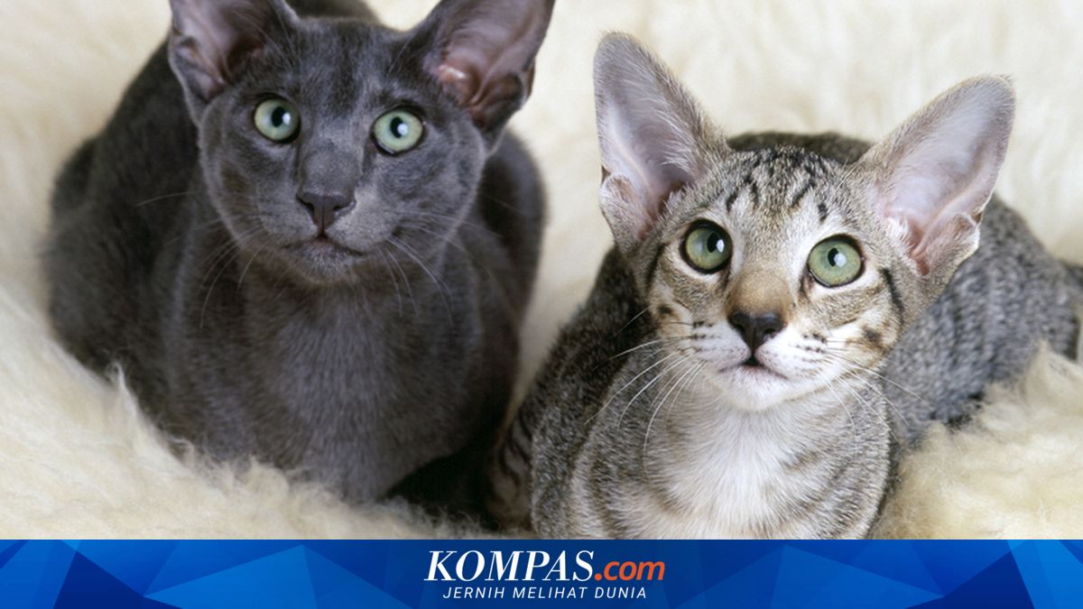 Apakah Kucing BIsa Melihat Warna?