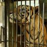 Mengenal Baksi, Harimau 