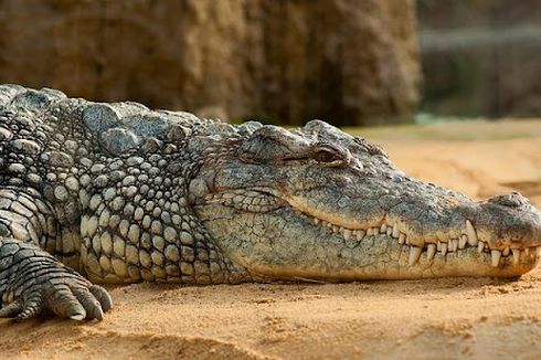 6 Arti Mimpi Dikejar Buaya yang Bisa Membuatmu Lebih Waspada