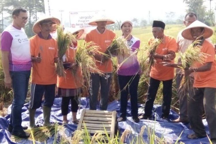 Menteri BUMN Rini Soemarno saat melakukan panen raya dan serap gabah petani di Garut, Senin (21/5/2018)