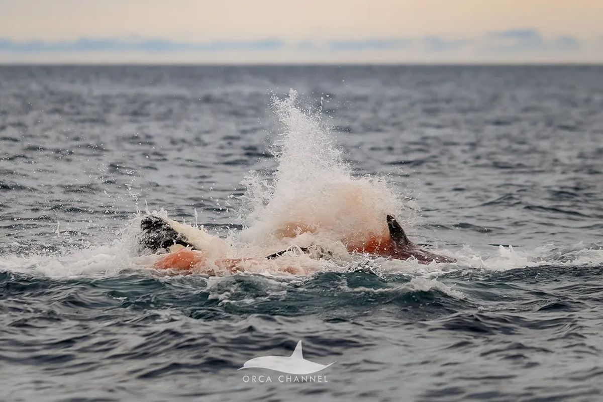 It uslubidagi qinning fotosurati, orqa korinish