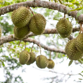 Ilustrasi tanaman durian, pohon durian. 
