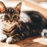 6 Cara Agar Kucing Tak BAB Sembarangan