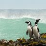 Habitat Penguin di Ujung Dunia Terancam Sampah Plastik