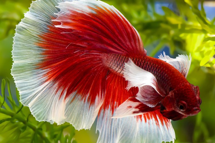 Ilustrasi ikan cupang di akuarium. 