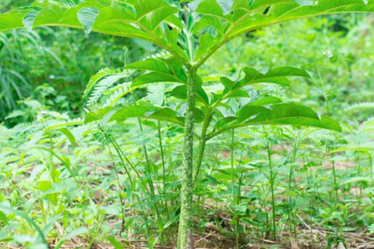 Ilustrasi tanaman porang, budidaya tanaman porang, budidaya porang, manfaat tanaman porang.