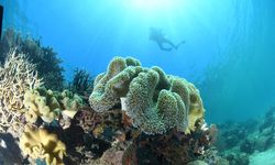 Lestarikan Keanekaragaman Hayati, Antam Gencarkan Konservasi Darat dan Laut