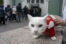 International Cat Day, Ini 5 Kucing Paling Terkenal di Sepak Bola