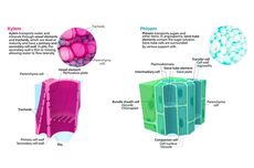 Jaringan Pengangkut pada Tumbuhan