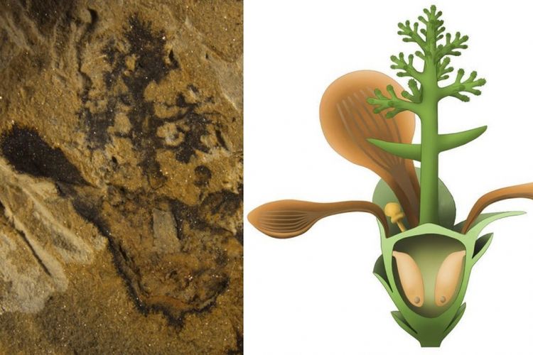 Fosil tanaman berbunga tertua di dunia berusia 174 juta tahun (kiri) dengan ilustrasi gambaran aslinya.