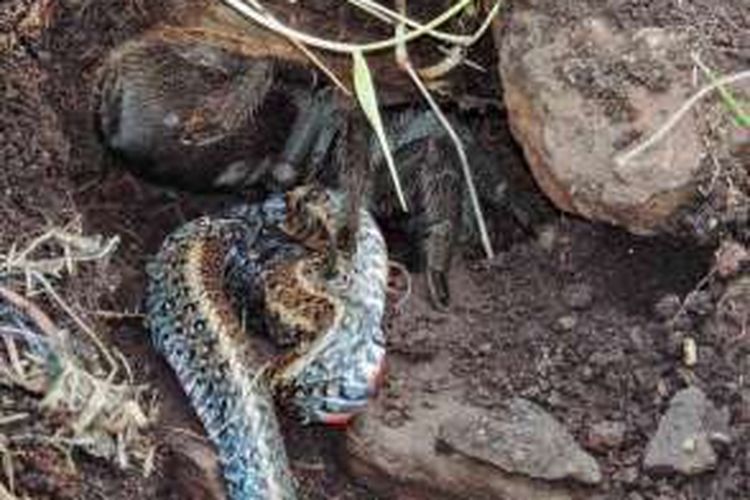 Para peneliti Brasil menemukan peristiwa langka yaitu seekor tarantula memangsa seekor ular.