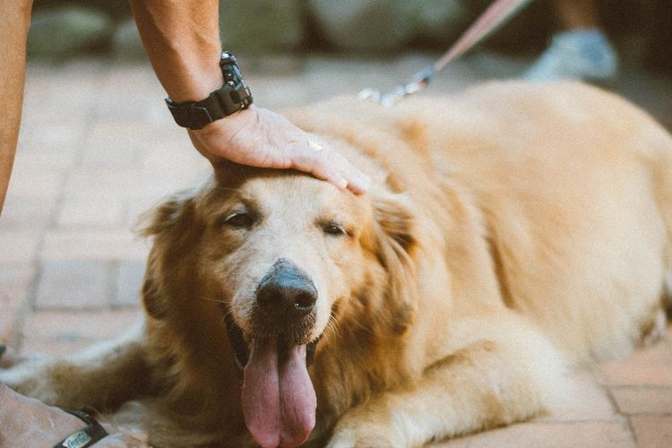 Ilustrasi ras anjing Golden Retriever. 