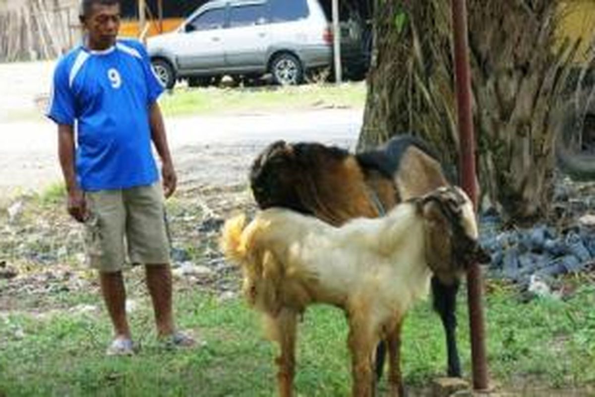 Kambing etawa berkaki tiga milik penjual hewan kurban Obet di Prabumulih menarik minat warga dan pembeli hewan kurban, Kamis (10/10/2013). Kambing unik ini sudah banyak yang menawar, tetapi tak dijual. 