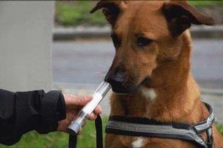 Anjing Bisa Endus Kanker Paru