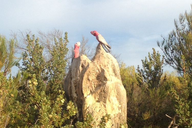 Burung kakak tua yang diketahui sebagai salah satu hewan endemik Australia sedang berkeliaran di The Pinnacles, Taman Nasional Nambung, Australia Barat, Jumat (08/9/2017).