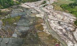 Pemulihan Sawah Terdampak Bencana Tunjukkan Progres, Ribuan Hektar Mulai Ditanami