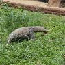 5 Tips Berkunjung ke Solo Safari, Bawa Kamera atau Lensa Zoom