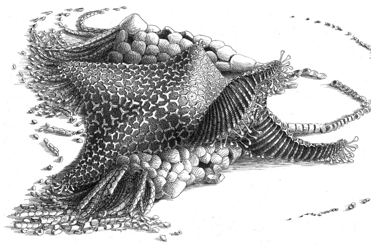 Ilustrasi seniman menggambarkan nenek moyang bintang laut, Cantabrigiaster fezouataensis. Fosil ini awalnya ditemukan di gurun Maroko.

