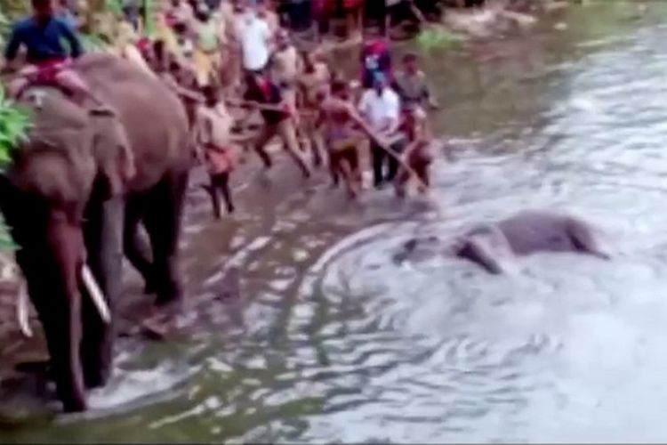 Warga menarik mayat gajah yang hamil keluar dari air, setelah hewan itu diduga diberi makan nanas yang diisi petasan, di Malappuram, India, 27 Mei 2020