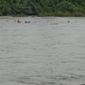 Tabrak Batang Kayu, Kapal Bermuatan 17 Penumpang Tenggelam di Sungai Mahakam