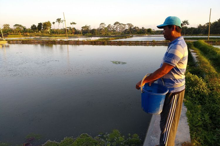 Pembudidaya sedang memberi makan ikan koi di kolam mereka di Desa Kemloko, Kecamatan Nglegok, Kabupaten Blitar, Selasa (13/7/2021)