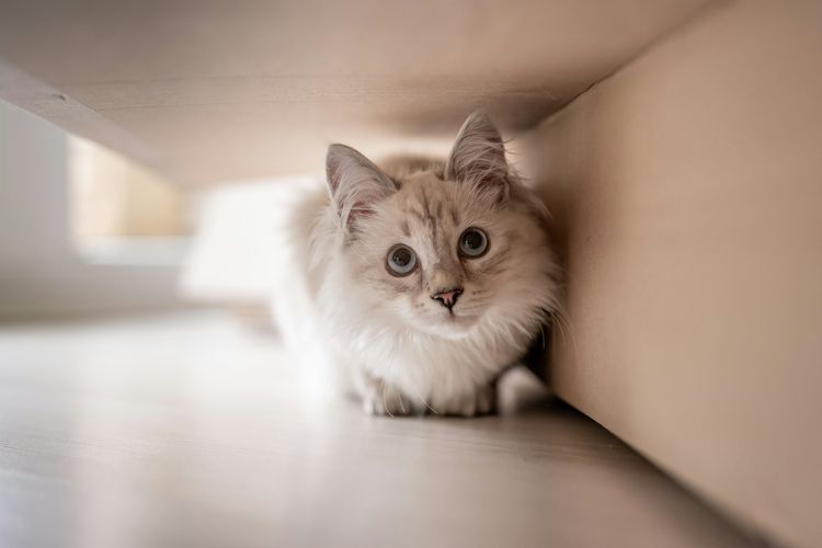 Obat yang umum digunakan untuk membasmi kutu pada hewan peliharaan bisa menimbulkan risiko lingkungan bagi serangga di alam bebas.