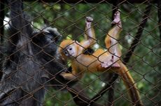 Lokasi dan Jam Buka Terbaru Kebun Binatang Bandung