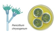 Manfaat Jamur Penicillium bagi Kehidupan