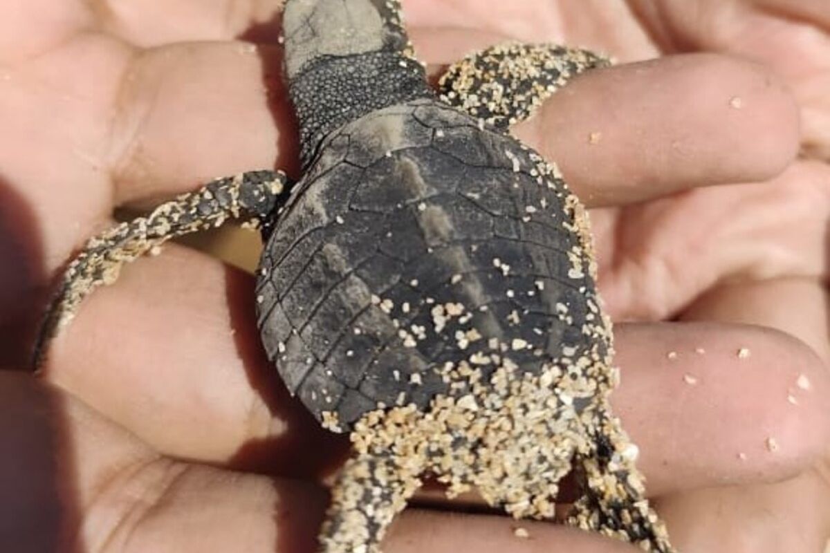 Tukik yang dilepas liarkan di Pantai Ngandong, Gunungkidul, Selasa (22/7/2025)