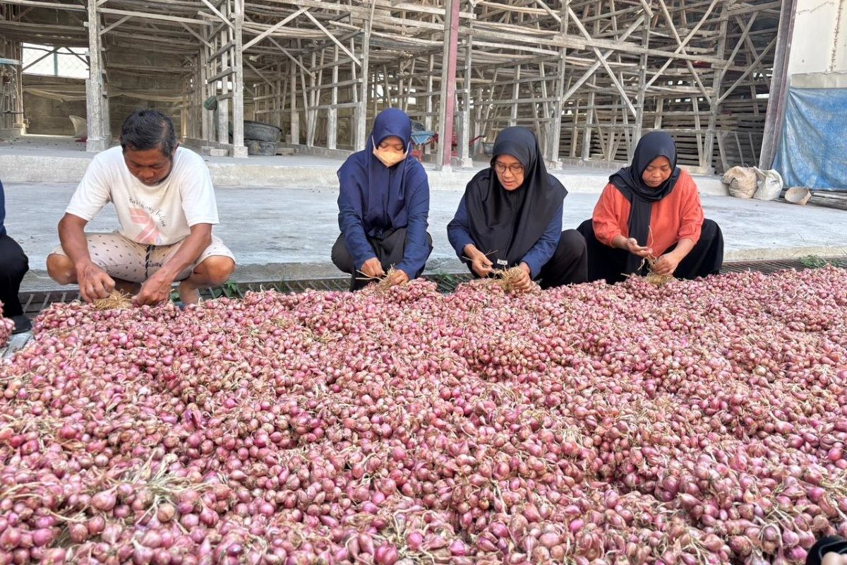Gapoktan Karya Abadi mampu memproduksi benih bawang merah varietas Tajuk yang kemudian dipasarkan ke berbagai daerah di Indonesia. 
