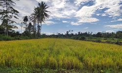 Kabar Baik, Kabupaten Muna di Sulawesi Tenggara Masuk Masa Panen Raya