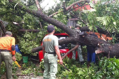 Hujan Disertai Angin Kencang, Pohon dan Baliho di Purwokerto Tumbang