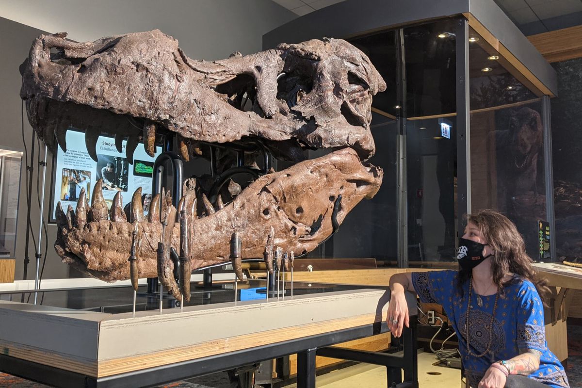 Fosil kepala T-rex bernama Sue di Field Museum 