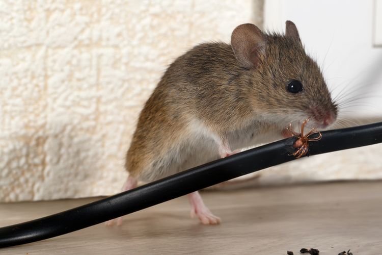 5 Cara Membasmi Tikus Tanpa Racun, Mudah dan Ampuh