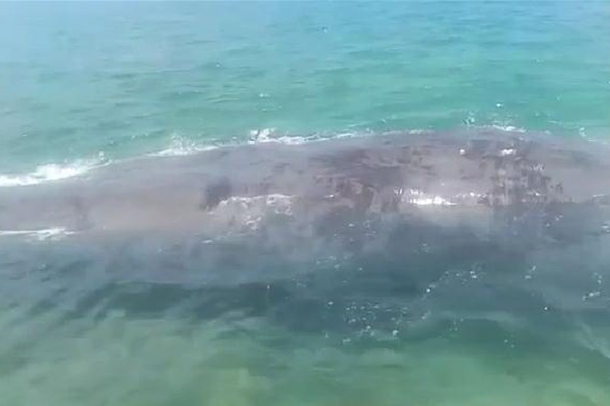 Paus dengan panjang sekitar 10 meter ditemukan mati di perairan Kepulauan Kangean, Kabupaten Sumenep, Selasa (28/3/2023).