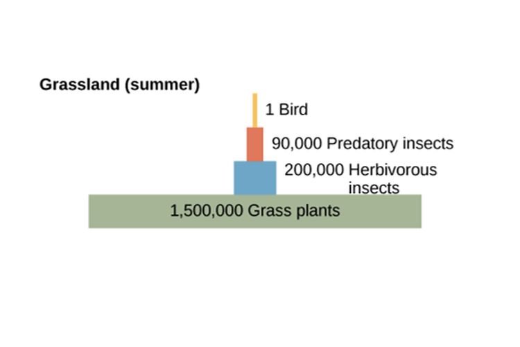 Piramida jumlah ekosistem padang rumput