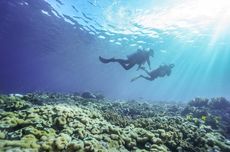 Kapan Waktu yang Tepat untuk Menyelam di Laut?