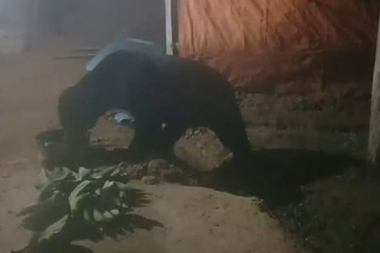 A sun bear appeared in a residential area of Jorong Lubuk Selasih, Solok Regency, West Sumatra, caught drinking used cooking oil at the kitchen of a resident?s house, Friday night, April 16.